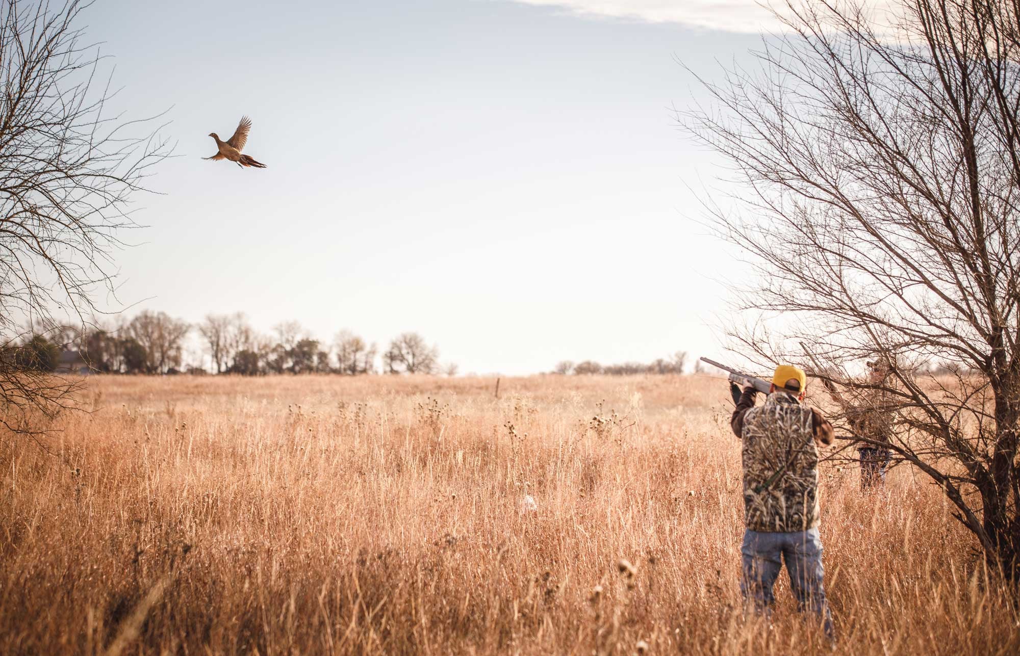 Man hunting a pheasant which flies over a grassy field
