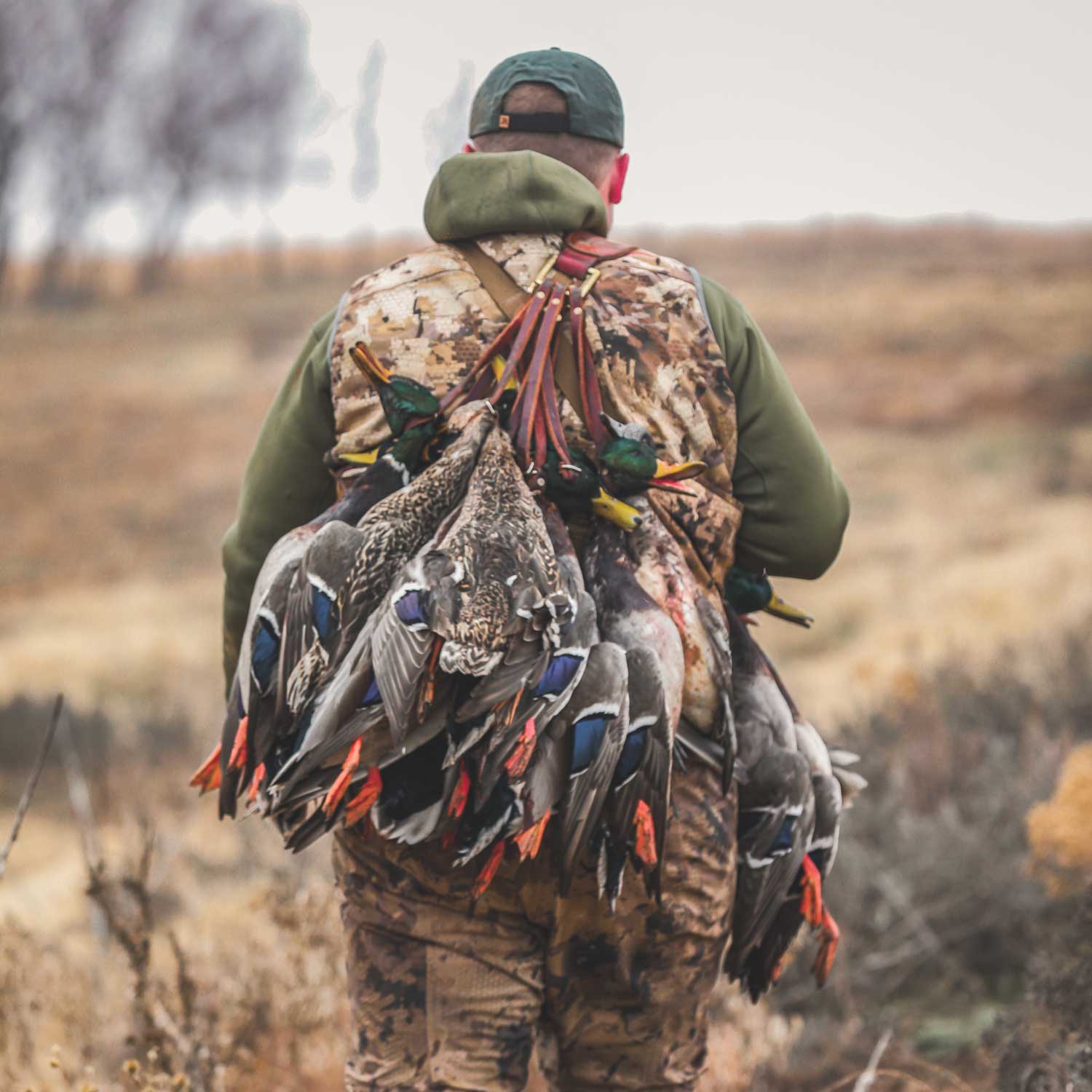mallard ducks draped over a hunter's shoulder