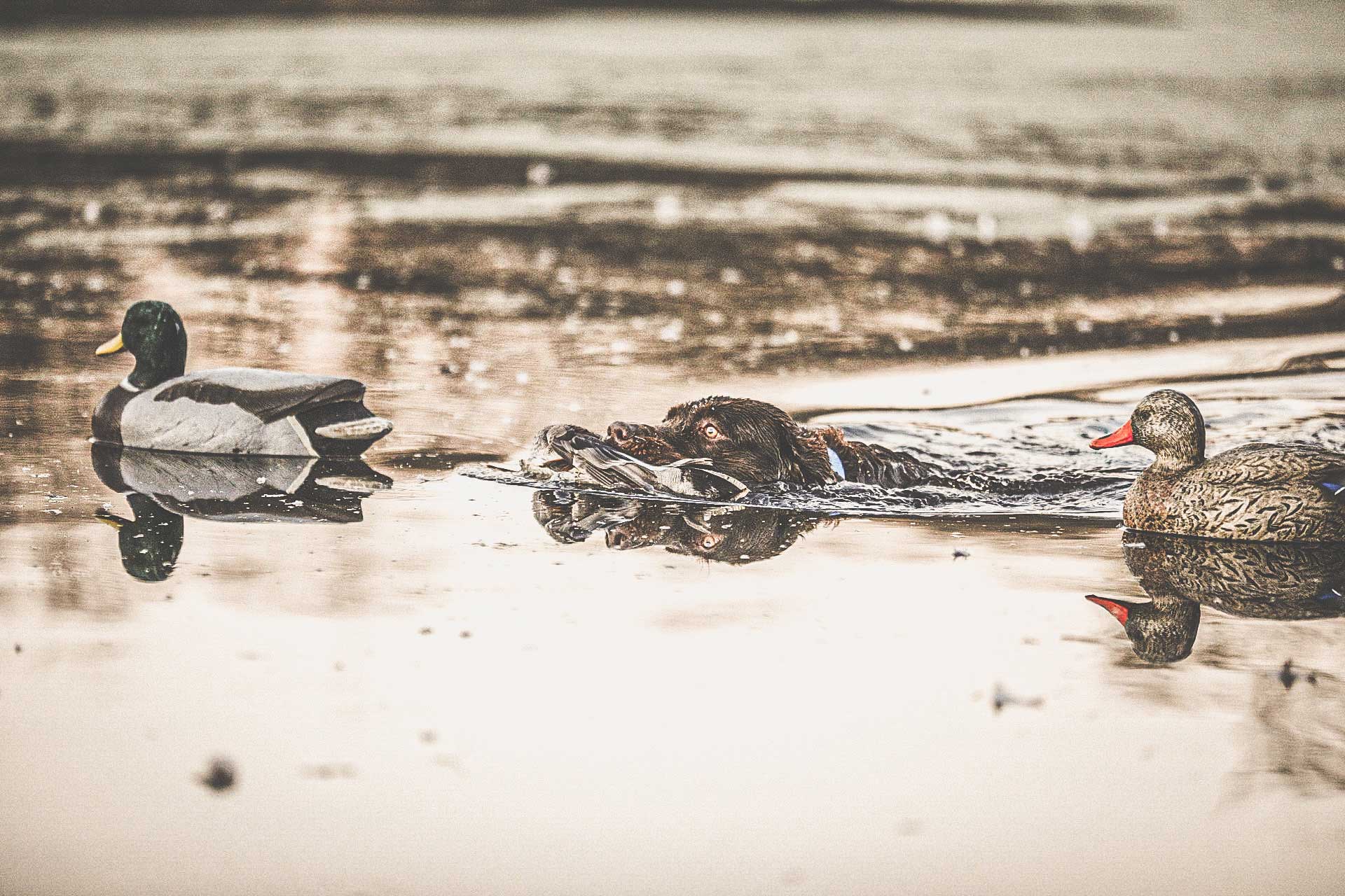retriever swimming in lake with a duck in its mouth