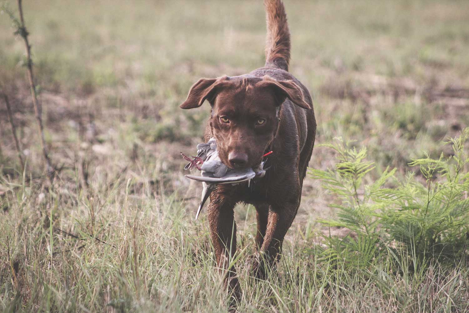 brown retriever carrying a bird he retrieved